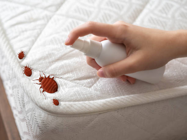 Best Wasp Removal Services  in Meridian, CO